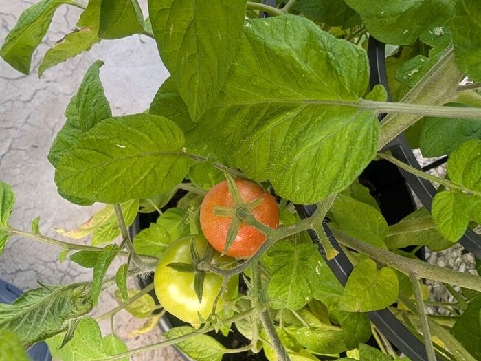 tomato
