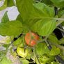 tomato Image 10