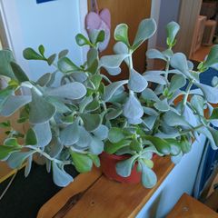 Indoor plant - succulent (crassula)