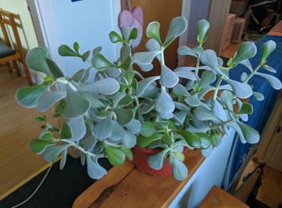 Indoor plant - succulent (crassula)