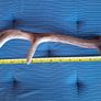Natural Antlers Image 5