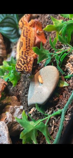 leopard gecko