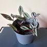 plants Image 3