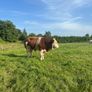 Purebred Simmental bull Image 6