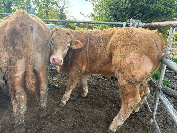 25 smashing Charlie bullocks