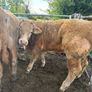 25 smashing Charlie bullocks Image 8
