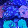 corals Image 3