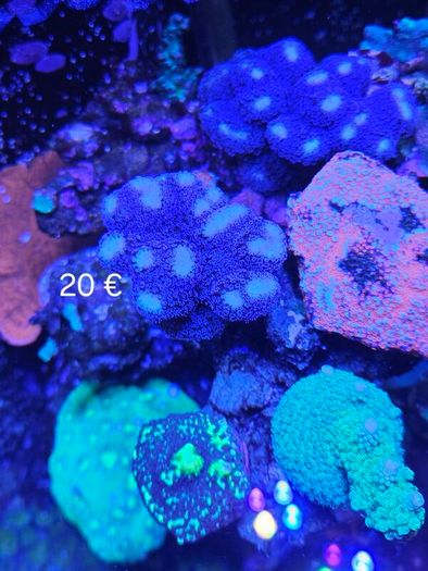 corals