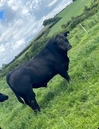 PBR Angus bull