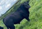 PBR Angus bull