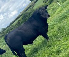 PBR Angus bull