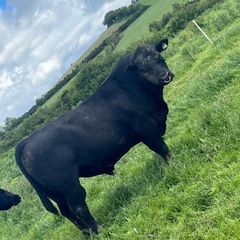 PBR Angus bull