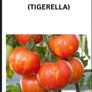Tomato's, Chilli's, French beans Image 9