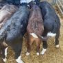 Strong Hereford & Aa Heifers Image 2