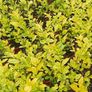 Red Robin Hedging TWO EUROS Image 5