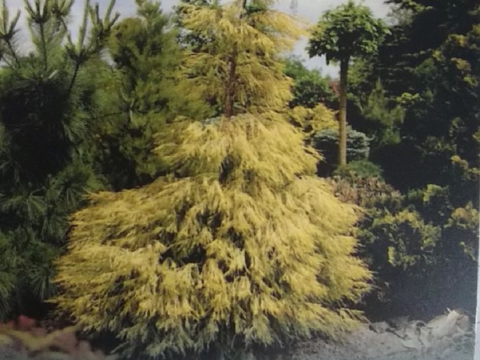 Chamaecyparis lawsoniana dark green and yellow green