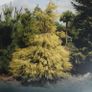 Chamaecyparis lawsoniana dark green and yellow green Image 9