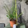 Fern Hardy Outdoor Image 2