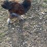 Young Roosters for sale Image 6