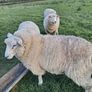Purebred pedigree galway ram lamb Image 2