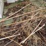 Untreated bamboo sticks Image 3