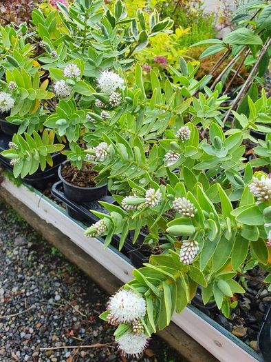Shrubs, Garden Plants