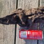 bog oak Image 5