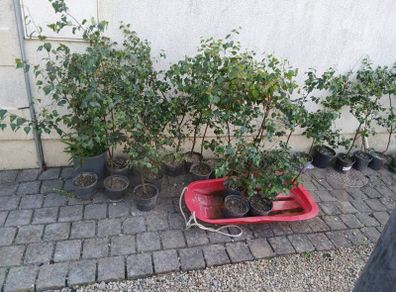 silver  birch 4 to 5 foots