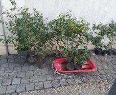 silver  birch 4 to 5 foots