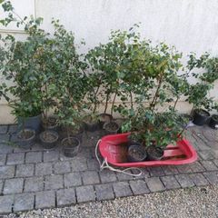 silver  birch 4 to 5 foots
