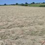 Square bales of hay Image 8