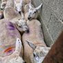 Texel x ewe lambs Image 4