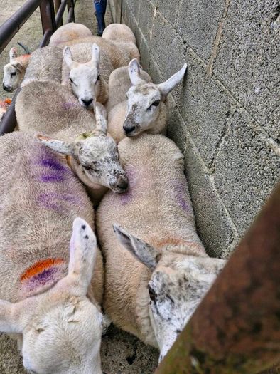 Texel x ewe lambs