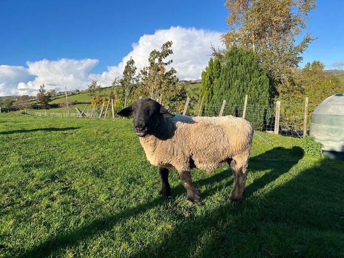 Pedigree Suffolk Ram