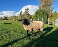 Pedigree Suffolk Ram