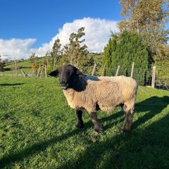 Pedigree Suffolk Ram