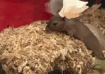 Female Gerbils for adoption