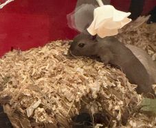 Female Gerbils for adoption