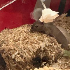 Female Gerbils for adoption