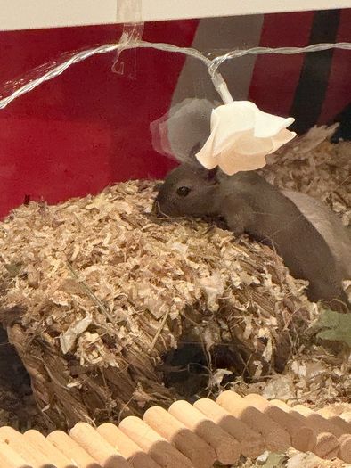 Female Gerbils for adoption