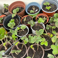 strawberry plants
