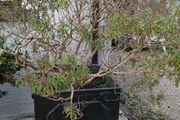 Garden shrubs