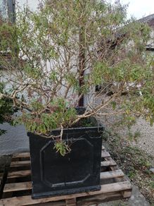 Garden shrubs