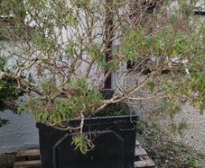 Garden shrubs
