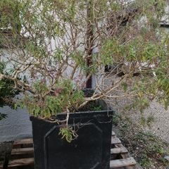 Garden shrubs
