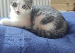 Kitten
