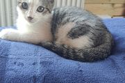 Kitten