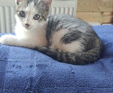 Kitten