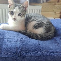 Kitten