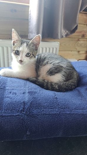 Kitten